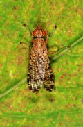 Euthycera chaerophylli